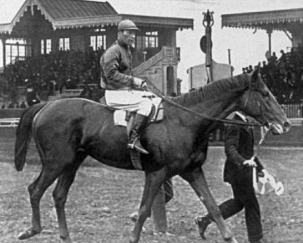 stallion Nino xx (Thoroughbred, 1923, from Clarissimus xx)