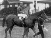 stallion Nino xx (Thoroughbred, 1923, from Clarissimus xx)
