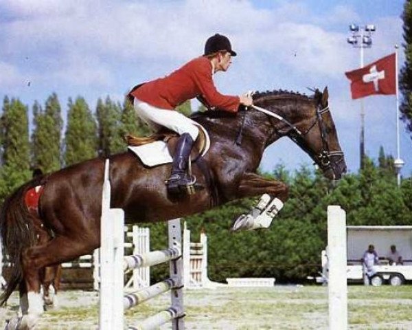 stallion Malatesta (Selle Français, 1978, from Balanson xx)