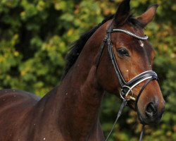 broodmare Thania-Rubina M (Oldenburg, 2000, from Rohdiamant)