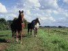 broodmare Dania (Mecklenburg, 1991, from Dino 3427)