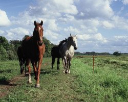 broodmare Dania (Mecklenburg, 1991, from Dino 3427)