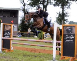 jumper Catina 22 (Oldenburg show jumper, 2006, from Eurocommerce Caresino)