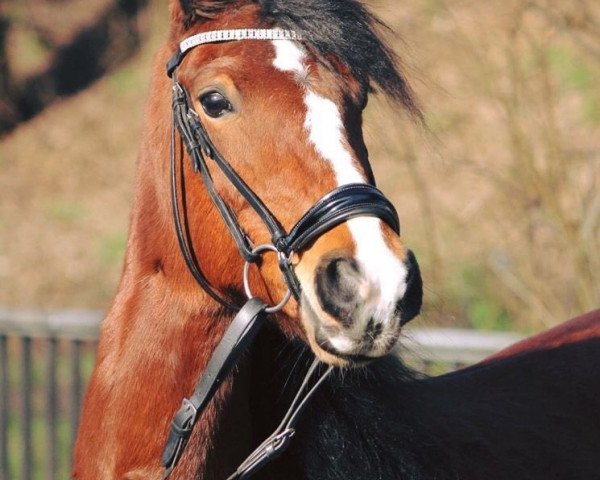 Zuchtstute Broncella (Deutsches Reitpony, 2003, von Laffran's Sponti)