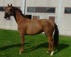 broodmare Critoka (Oldenburg, 2008, from Catoki)