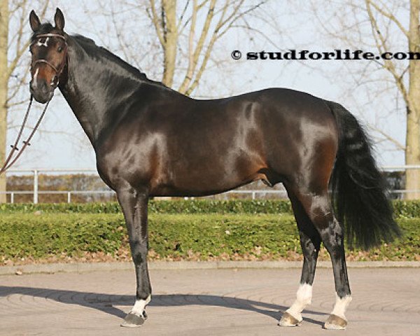 stallion Del Piero P&B (Belgian Warmblood, 2003, from Heartbreaker)