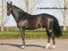 stallion Del Piero P&B (Belgian Warmblood, 2003, from Heartbreaker)