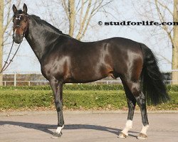 Deckhengst Del Piero P&B (Belgisches Warmblut, 2003, von Heartbreaker)