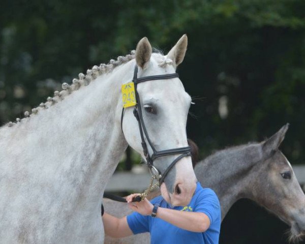 broodmare Chateau Blue (KWPN (Royal Dutch Sporthorse), 2007, from Mr Blue)