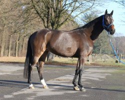 broodmare Zandessa Z (Zangersheide riding horse, 2011, from Zandor Z)