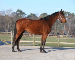 broodmare Clara Z (Holsteiner, 2013, from Clarimo Ask)