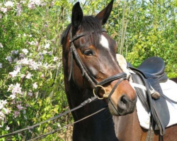 broodmare Astida (Hanoverian, 2002, from As di Villagana)