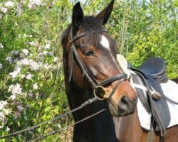 broodmare Astida (Hanoverian, 2002, from As di Villagana)