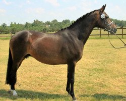 broodmare Loret de Mare (Hanoverian, 2002, from Likoto xx)