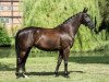 broodmare Saphira W 3 (Hanoverian, 2012, from Surprice)