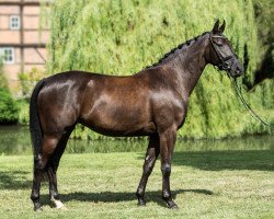 broodmare Saphira W 3 (Hanoverian, 2012, from Surprice)