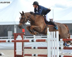 jumper Diebrich de Kalvarie (Belgian Warmblood, 2003, from Uno De Laubry)