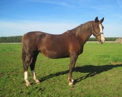 Zuchtstute Prinses (KWPN (Niederländisches Warmblut), 1997, von Almox Prints J)