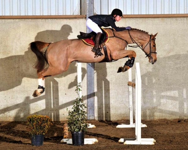 jumper Claire De Kalvarie (Belgium Sporthorse, 2008, from Ogano Sitte)