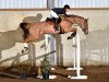 jumper Claire De Kalvarie (Belgium Sporthorse, 2008, from Ogano Sitte)