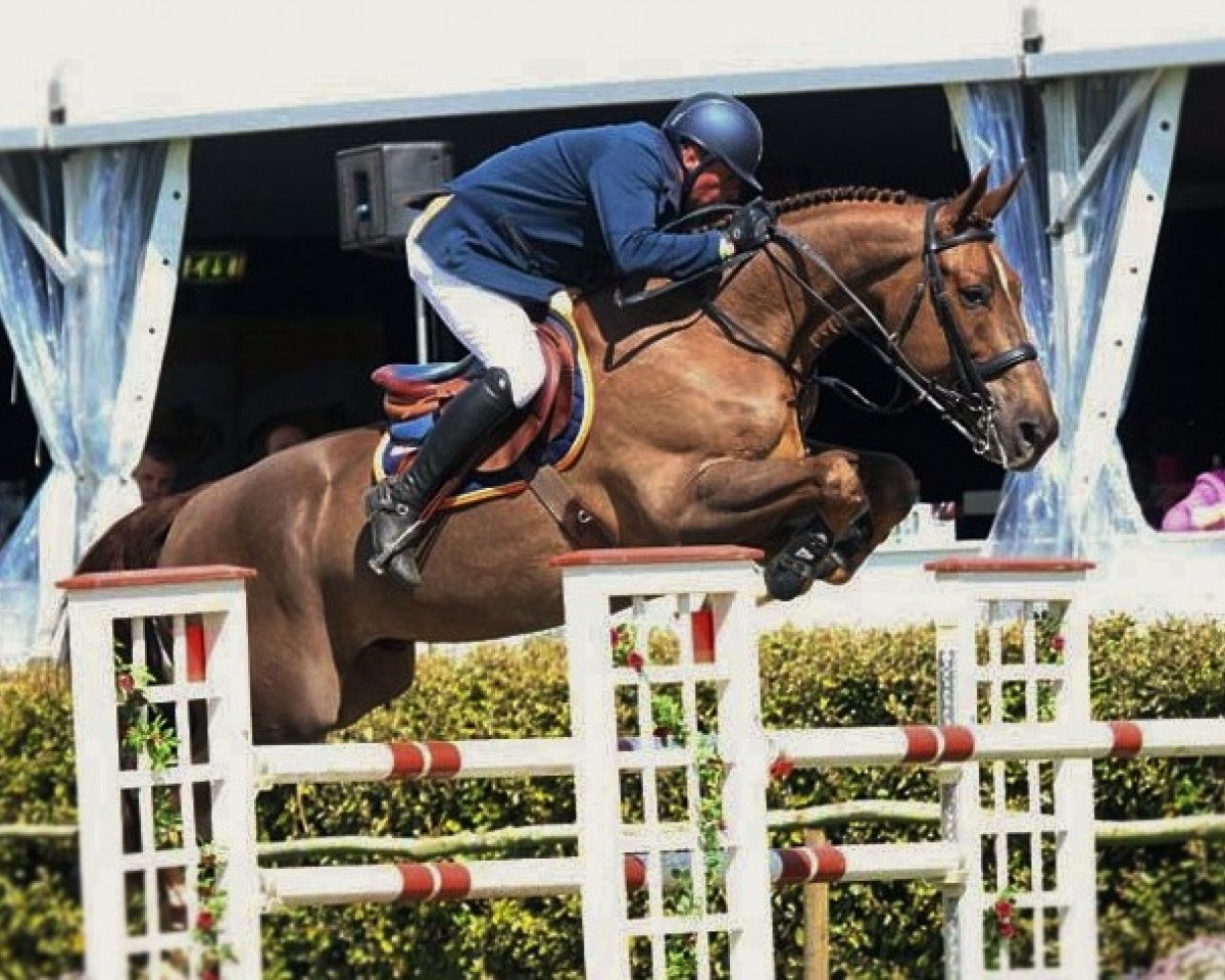 jumper Gloster de Kalvarie (anglo european sporthorse, 2006, from Amor de Kalvarie)