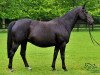 broodmare Cher de Kalvarie (Belgian Warmblood, 2002, from Kimball)