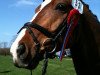 dressage horse Dexter 183 (Hanoverian, 2005, from Don Crusador)