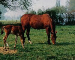 broodmare Karina (Rhinelander, 1974, from Hartung)