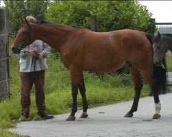 Pferd Furiosa (Westfale, 1991, von Faschingsprinz)