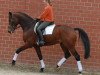 dressage horse Fair Play 176 (Westphalian, 2003, from Florestan I)