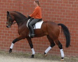 dressage horse Fair Play 176 (Westphalian, 2003, from Florestan I)