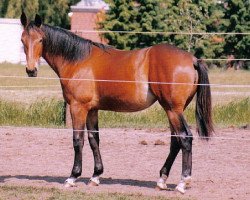 broodmare Prestina (Westphalian, 1998, from Polydor)