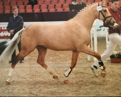 stallion Quartos (German Riding Pony, 2013, from Quaterback's Junior)