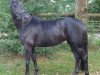 dressage horse Fibiella (Hanoverian, 2012, from Fürst Nymphenburg)