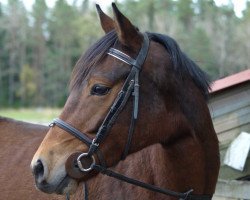 horse Kildinan Welsh Clover (Welsh Partbred, 2006, from Cahir Hill Clover)