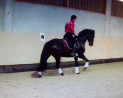 dressage horse Hannes 150 (Oldenburg, 2007, from Hotline)