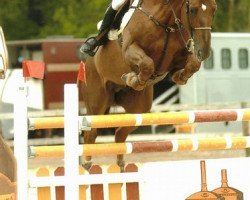 horse Amor de Kalvarie (Belgian Warmblood, 2000, from Major de la Cour)