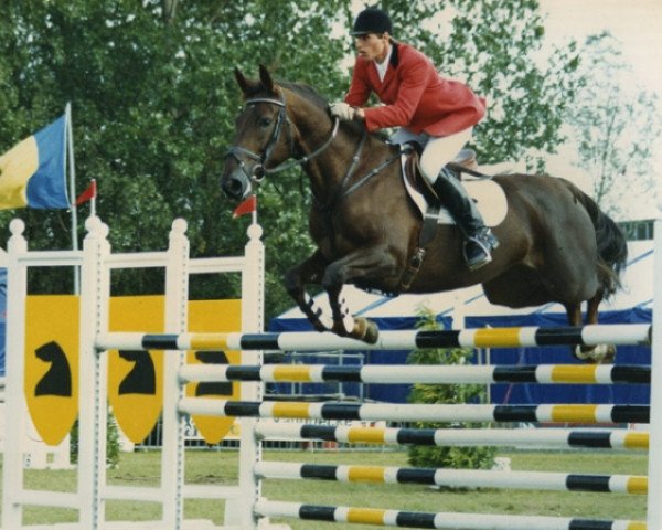 Zuchtstute Dorothee de Kalvarie (Belgisches Warmblut, 1980, von Flueger)