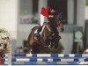 horse Priobert de Kalvarie (Belgian Warmblood, 1992, from Kimball)