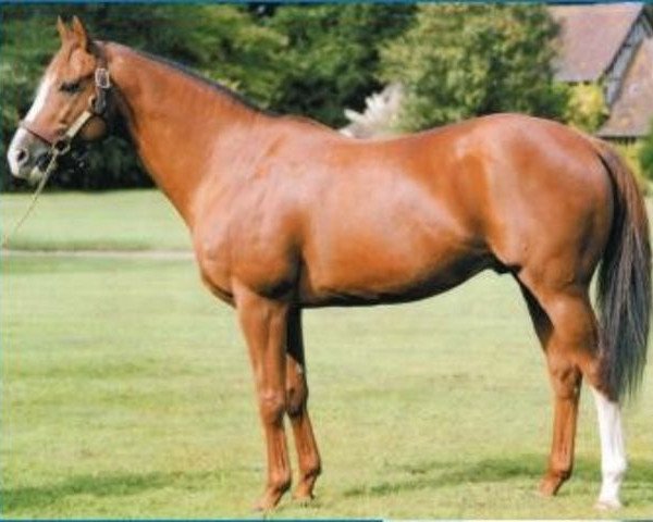 stallion Sanglamore xx (Thoroughbred, 1987, from Sharpen Up xx)