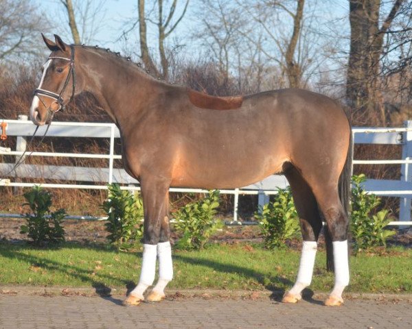 horse lcto (Hanoverian,  )