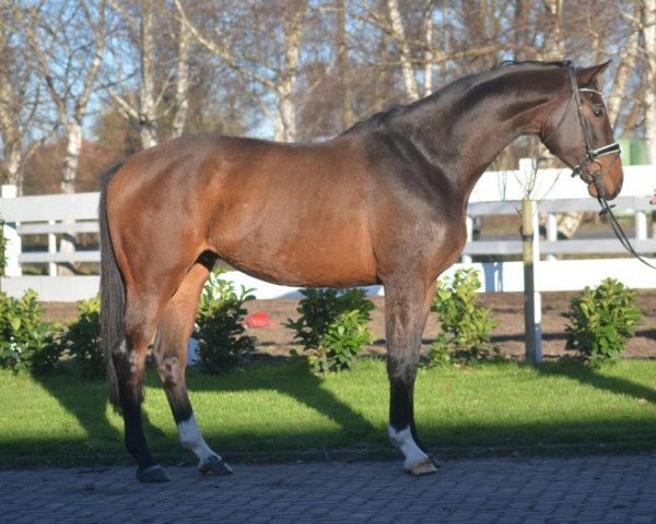 Pferd dfrdc (Hannoveraner, 2013)