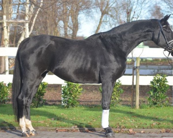 dressage horse qsr (Hanoverian, 2012, from Quasar de Charry)