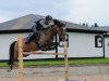 jumper Viander Littleton (German Riding Pony, 1996, from Vivaldi)