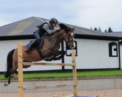 jumper Viander Littleton (German Riding Pony, 1996, from Vivaldi)