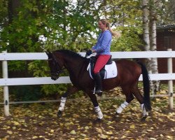 Dressurpferd Hugo von Berne (Deutsches Reitpony, 2012, von Halifax)