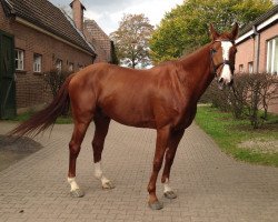 Springpferd Diventure (KWPN (Niederländisches Warmblut), 2008, von Lord Z)