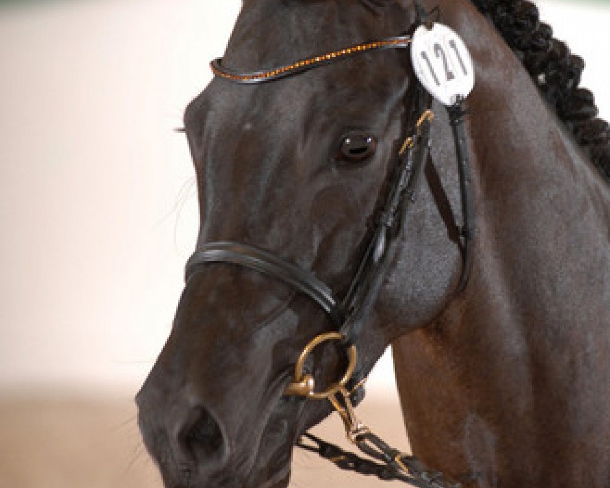 Deckhengst Hot Spot Gg (Deutsches Reitpony, 2005, von Hattrick)