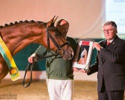 jumper Maxwell Ah (German Sport Horse, 2014, from Monte Bellino)