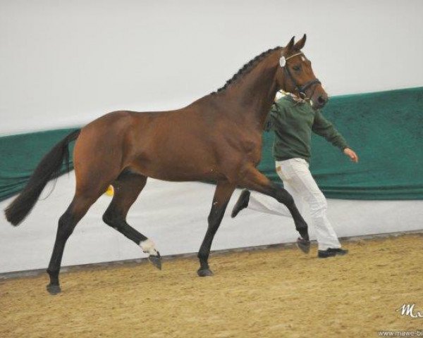 stallion Crimetime Gt (German Sport Horse, 2014, from Tannenhof's Chambretto Gt)